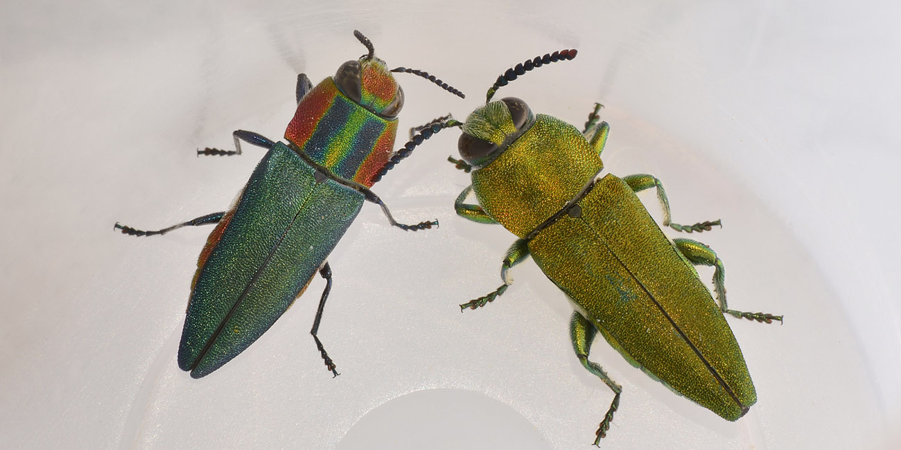 Buprestidae, Anthaxia hungarica